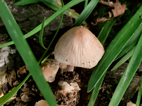 秋实，石头丛生野蘑菇②,慢生活-荣耀俱乐部