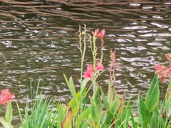 河上美人樵，花开深秋俏,慢生活-荣耀俱乐部