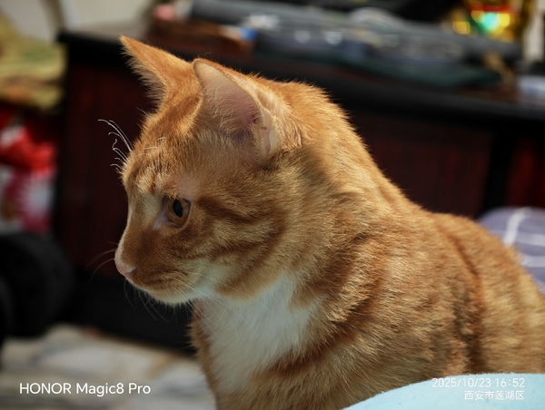 magic8的拍照真的支棱起来了,荣耀Magic8系列-荣耀俱乐部