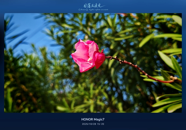 生活就是花花草草的事儿[笑][笑],爱摄影-荣耀俱乐部