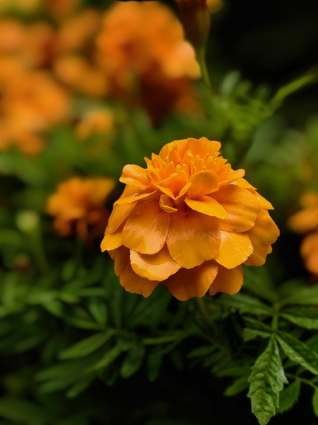 花开正艳（二）,爱摄影-荣耀俱乐部