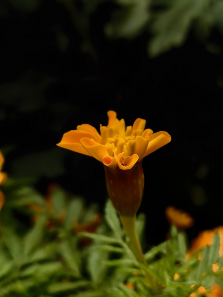 花开正艳（二）,爱摄影-荣耀俱乐部