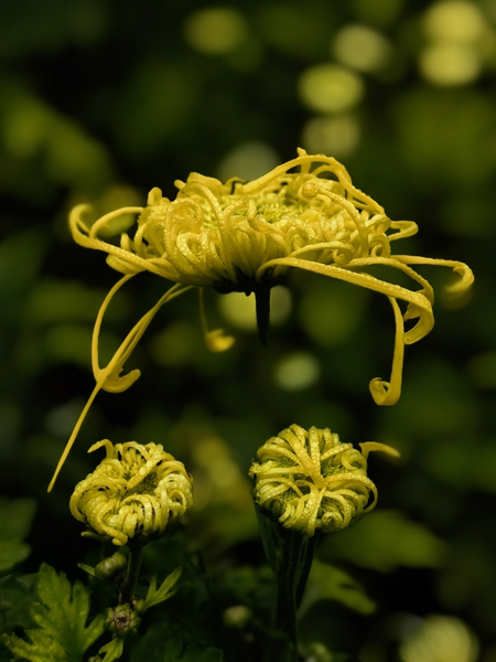 花开正艳（二）,爱摄影-荣耀俱乐部