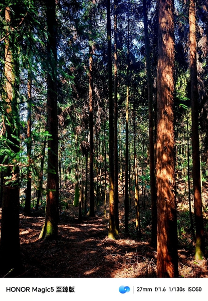 徒步森林,爱摄影-荣耀俱乐部