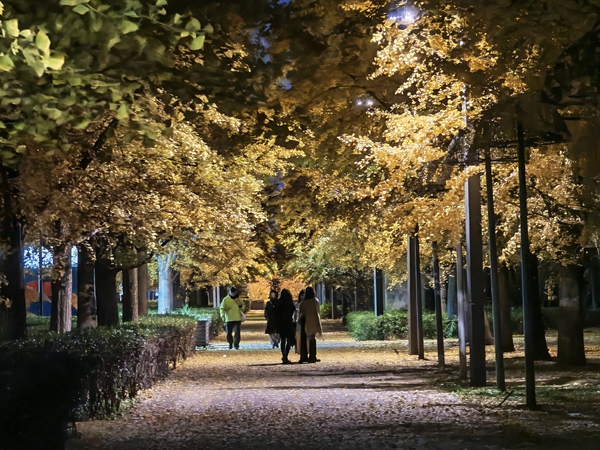 荣耀Magic8 ｜灯光下的梧桐树,荣耀Magic8系列-荣耀俱乐部