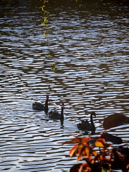 我和荣耀的故事,荣耀Magic8系列-荣耀俱乐部