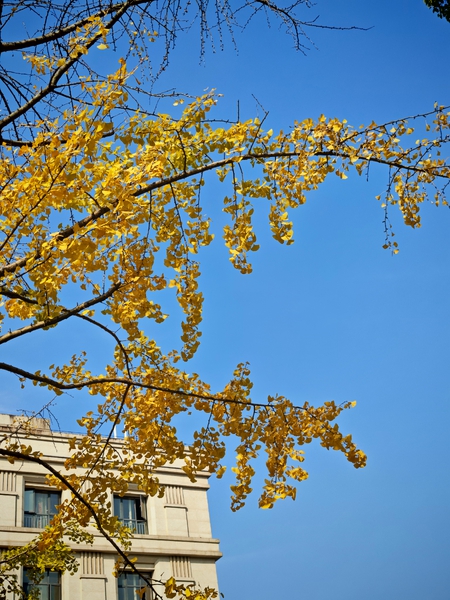 那些银杏,荣耀Magic V5-荣耀俱乐部