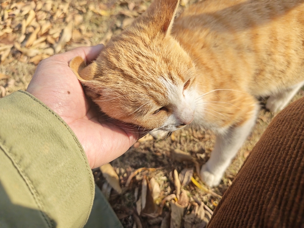 俱乐部啥时候能发实况Live动图呀[调皮][调皮],爱摄影-荣耀俱乐部