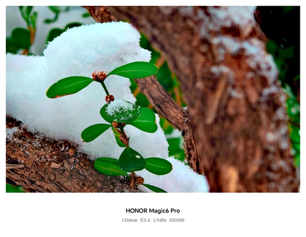 雪落，绿点苍枝,爱摄影-荣耀俱乐部