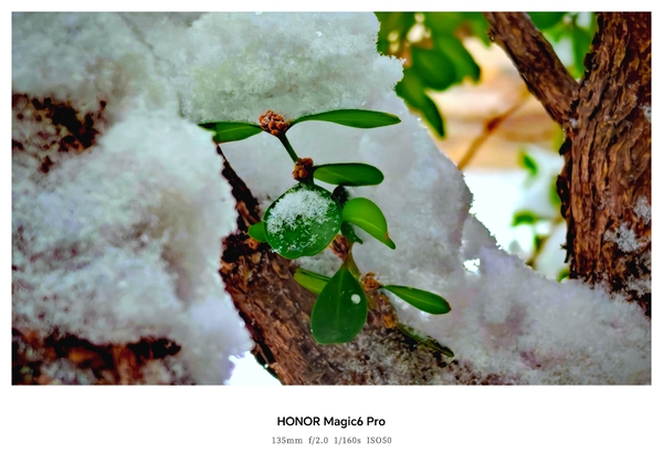 雪落，绿点苍枝,爱摄影-荣耀俱乐部