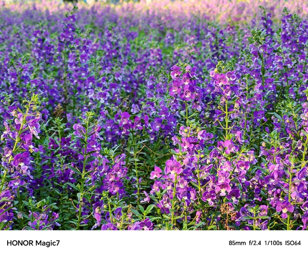 冬日暖阳花海掠影,爱摄影-荣耀俱乐部
