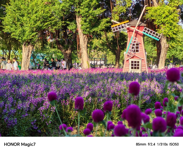 冬日暖阳花海掠影,爱摄影-荣耀俱乐部