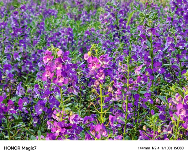 冬日暖阳花海掠影,爱摄影-荣耀俱乐部