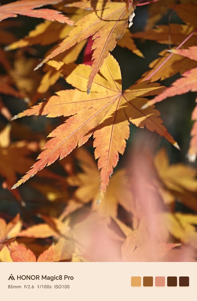 枫叶红了！,爱摄影-荣耀俱乐部