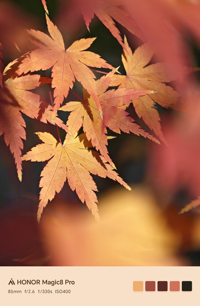 枫叶红了！,爱摄影-荣耀俱乐部