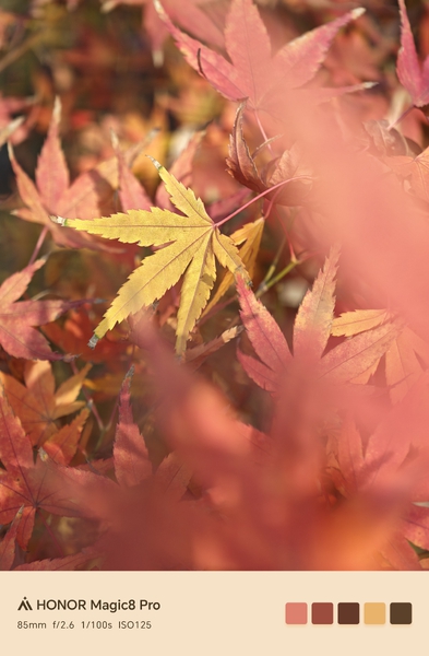 枫叶红了！,爱摄影-荣耀俱乐部