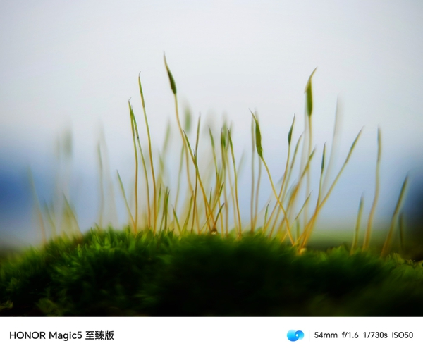 墙头幼苗,爱摄影-荣耀俱乐部