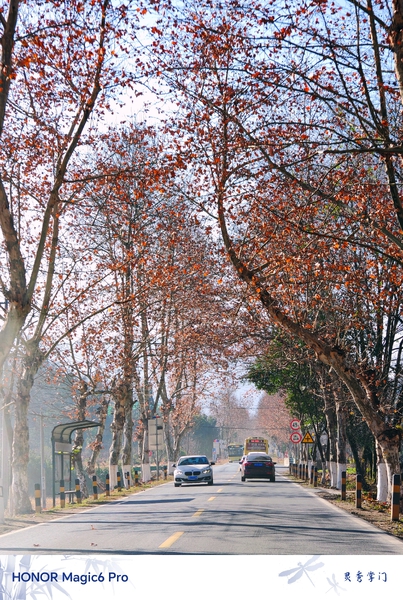 元旦快乐！新年顺丰！,爱摄影-荣耀俱乐部