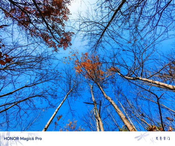 仰望红叶,爱摄影-荣耀俱乐部