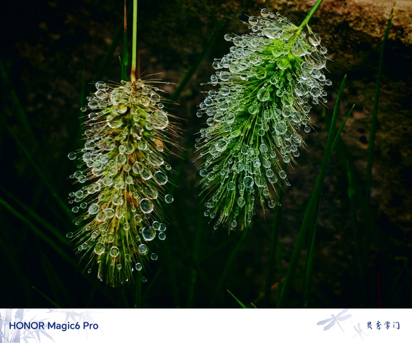 雨后露珠,爱摄影-荣耀俱乐部