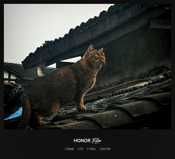 飞檐走壁的小猫,爱摄影-荣耀俱乐部