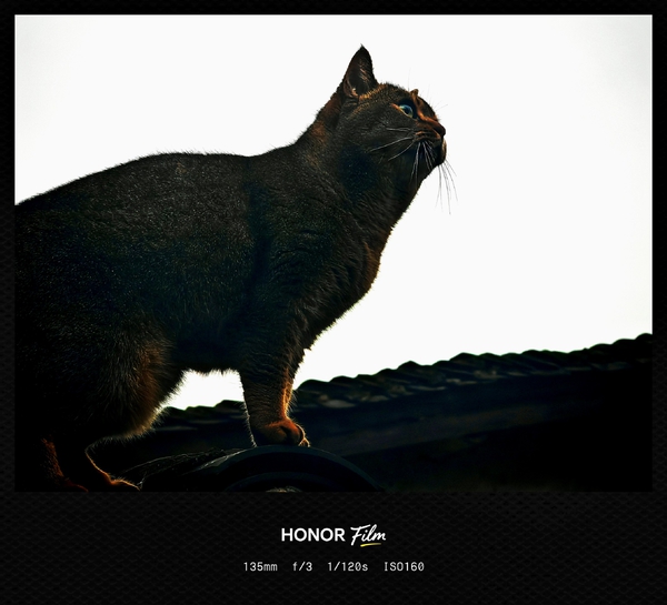 屋檐上的小猫,爱摄影-荣耀俱乐部