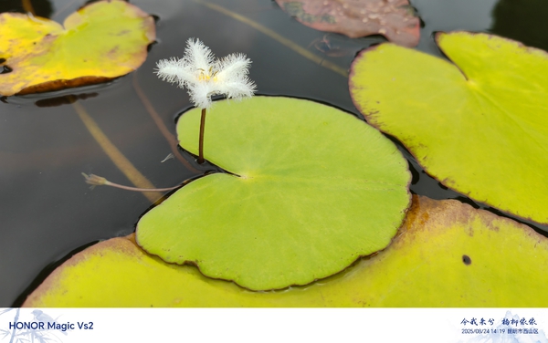 有意思的睡莲,爱摄影-荣耀俱乐部
