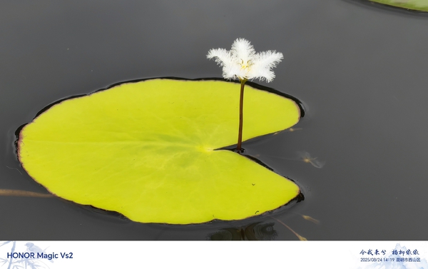 这是啥品种,爱摄影-荣耀俱乐部