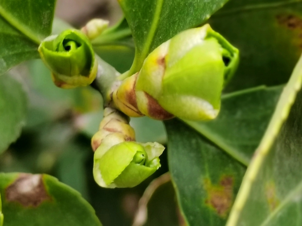 冬青春芽,慢生活-荣耀俱乐部