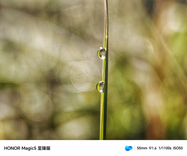 雨后水珠,爱摄影-荣耀俱乐部