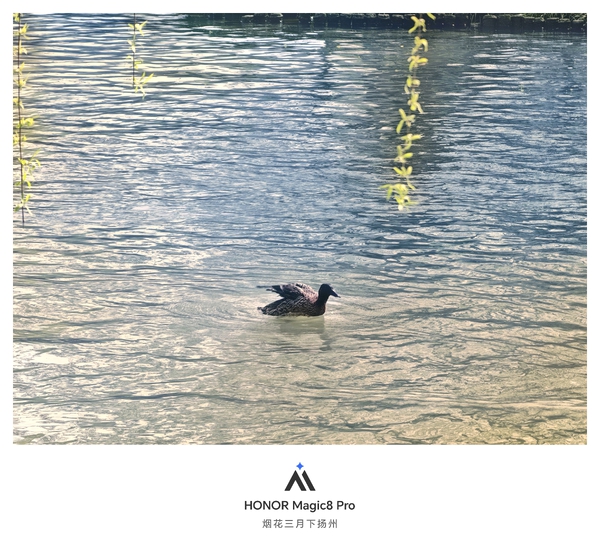 春江水暖鸭先知,爱摄影-荣耀俱乐部