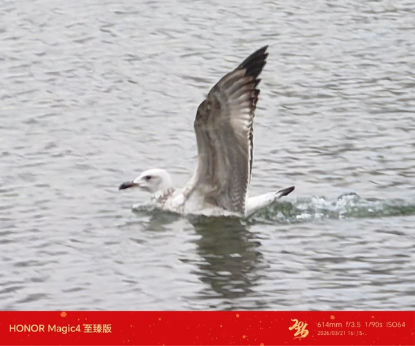 早春天河间，海鸥水上欢,慢生活-荣耀俱乐部