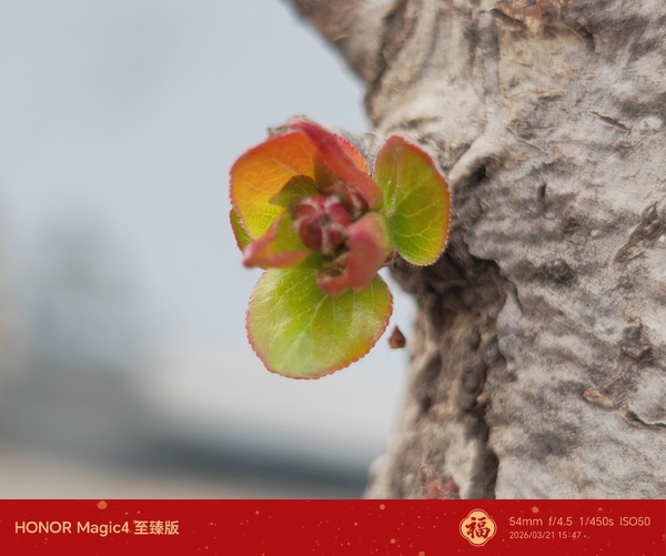 春暖海棠树，枝叶含苞红,慢生活-荣耀俱乐部