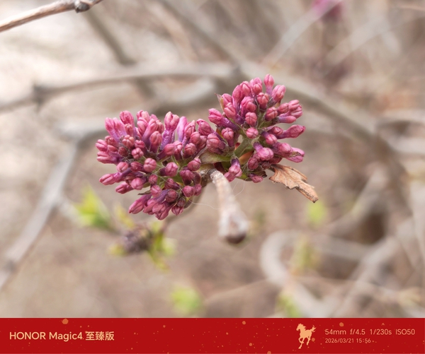 花开又春时，数枝丁香紫,慢生活-荣耀俱乐部