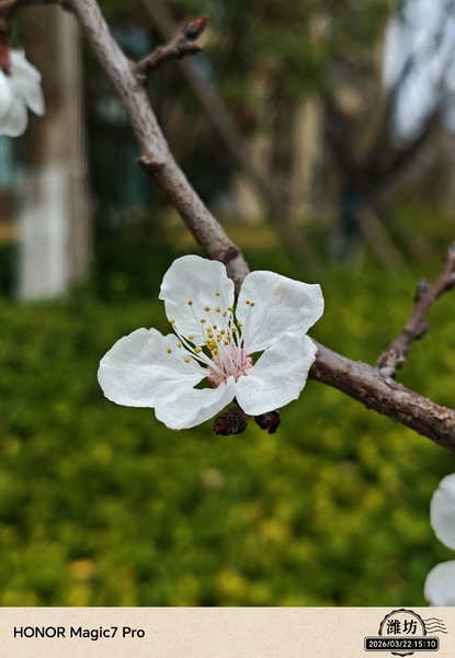 3月更新的相机虚化效果怎么样？,爱摄影-荣耀俱乐部