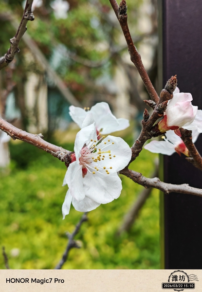 3月更新的相机虚化效果怎么样？,爱摄影-荣耀俱乐部