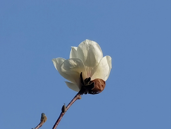 春暖白玉兰，花开向蓝天,慢生活-荣耀俱乐部