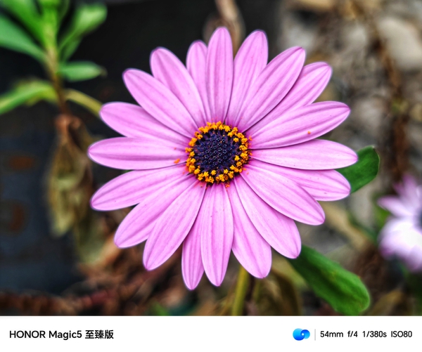路边的野花,爱摄影-荣耀俱乐部