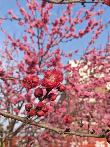 春与桃语,荣耀500系列-荣耀俱乐部