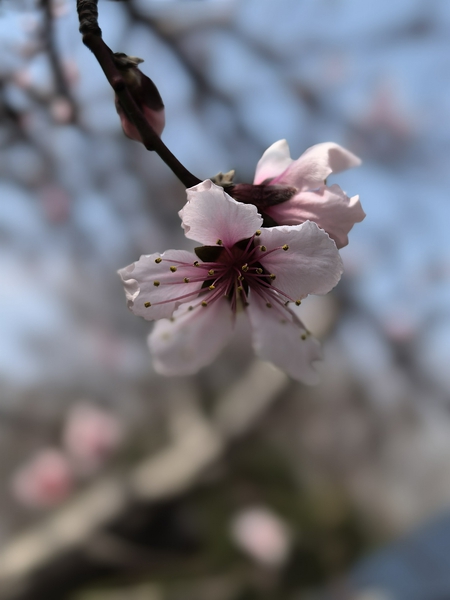 花开正艳，路边随拍。,爱摄影-荣耀俱乐部