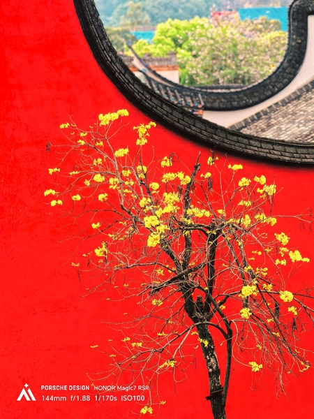 红墙黄花春色如画,爱摄影-荣耀俱乐部