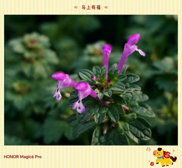 可可爱爱,爱摄影-荣耀俱乐部