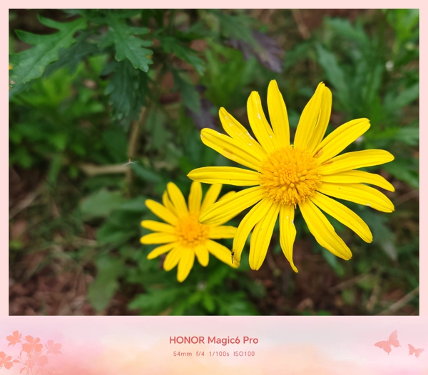 一抹金黄，唤醒晨光,荣耀Magic6系列-荣耀俱乐部