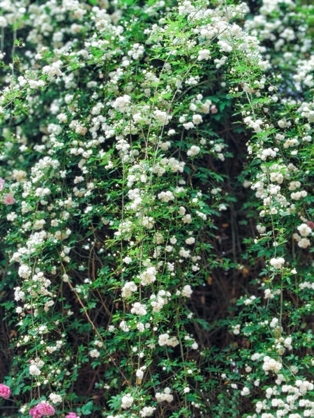 赏花系列之木香花①,慢生活-荣耀俱乐部