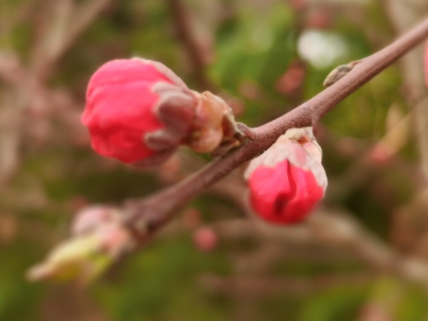 一树蕾苞红，满枝花欲浓,慢生活-荣耀俱乐部
