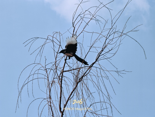 给我一双翅膀,爱摄影-荣耀俱乐部