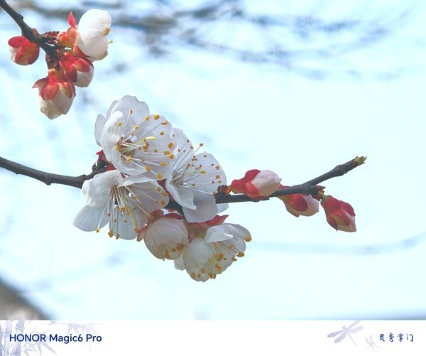 又见杏花白,爱摄影-荣耀俱乐部