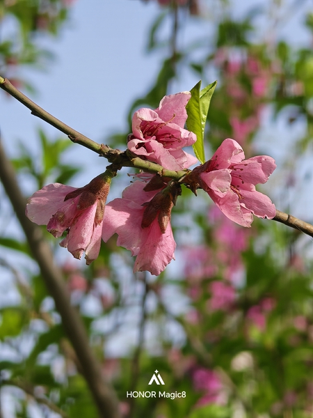 路边随手一拍，都是各种颜色的花朵。,爱摄影-荣耀俱乐部