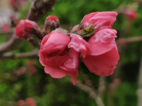 一树迎春红，满枝桃花浓,慢生活-荣耀俱乐部