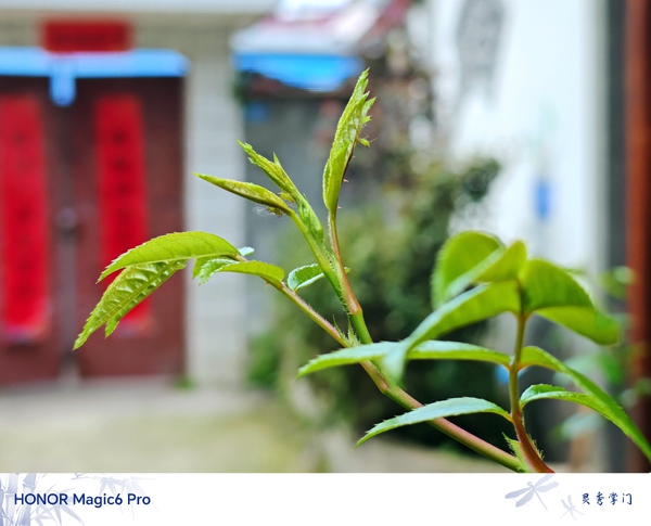 门前新绿,爱摄影-荣耀俱乐部